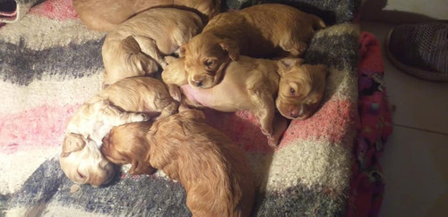 Hermosos Cocker Spaniel 