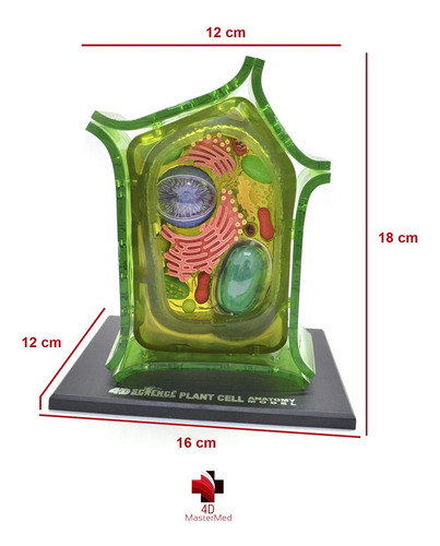 Modelo Célula Vegetal - 4d Master Med