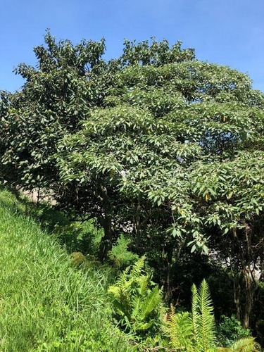 Terreno À Venda, 761 M² Por R$ 290.000,00 - Golf Village - Carapicuíba/sp - Te0035