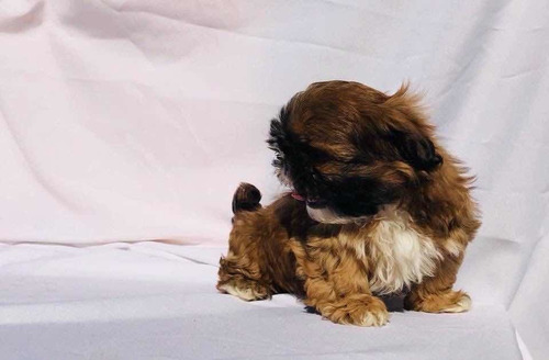Shih-tzu Machos Inscritos En El Kcc Gran Pedigree