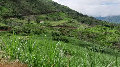 Vendo Finca Con Cultivo De Caña