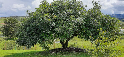 Imagen 13 de 28 de Hermosa Finca En Venta Marinilla