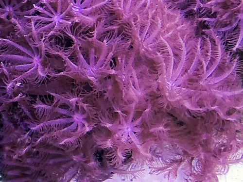 Coral Vivo Blando - Acuario Marino Reef - Anthelia