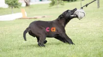 Comprar Cachorro Pastor Belga Malinois Con Pedigree Internacional