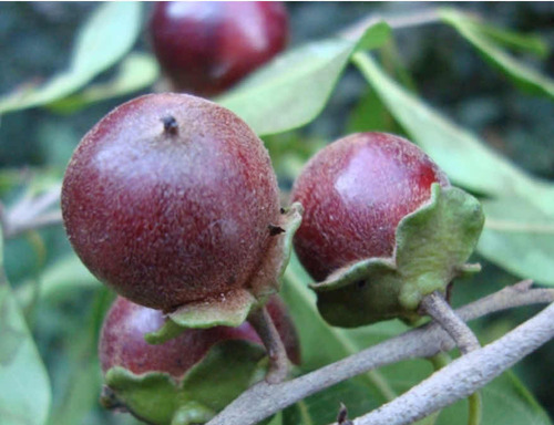 Maria Preta Ou Fruto Do Jacu Macho Kit 06 Mudas 10 A 25 Cm