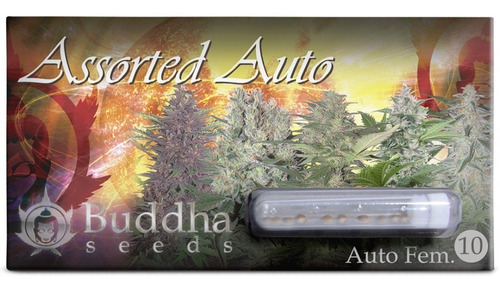 Assorted Auto X10 Buddha Seed 