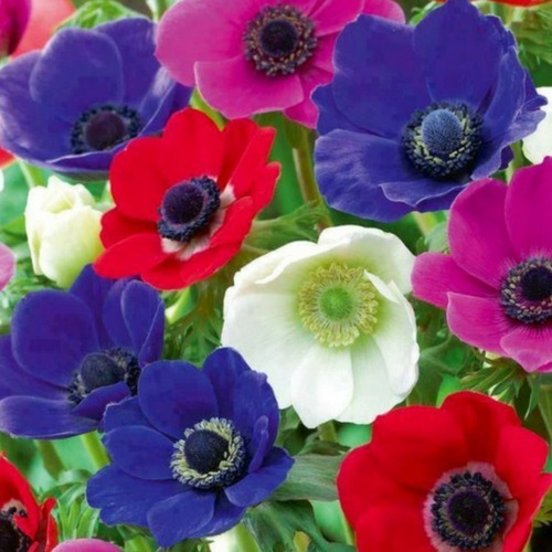 1800 Sementes Da Flor Onze Horas Multicoloridas E Dobradas | MercadoLivre