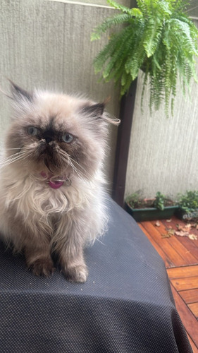 Gato Persa Himalayo