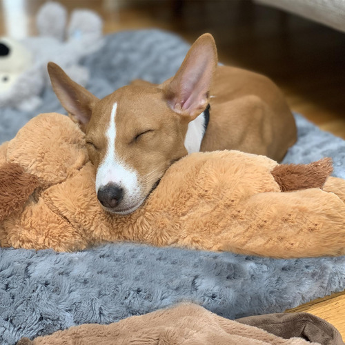 Juguete Para Perros Smartpetlove Original Snuggle Puppy Hear