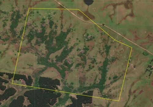 118 Has De Campo Ganadero-forestal En Treinta Y Tres!