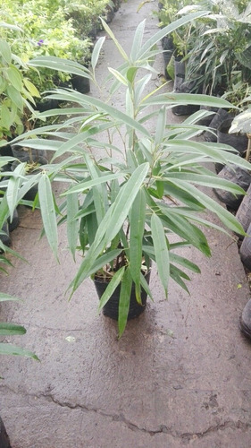 Planta De Interior Ficus Alii