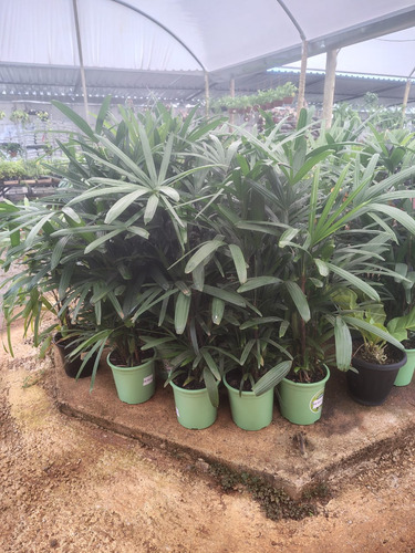 2 Palmeira Raphis