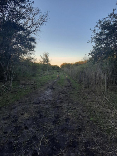 Imagen 9 de 12 de Campo - Costa Del Uruguay