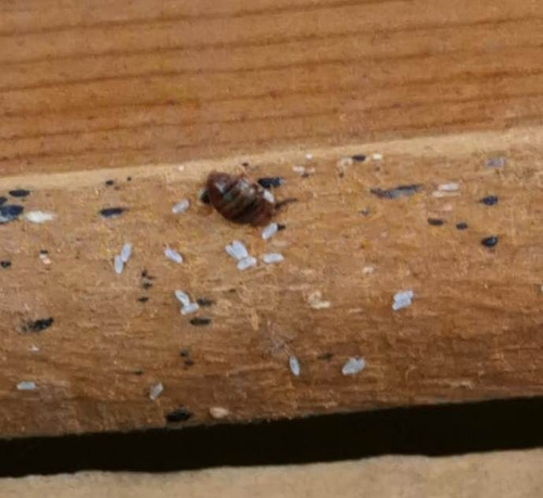 Imagen 4 de 10 de Fumigacion Cucaracha Chinche Pulga Piojo Raton Araña Jardin