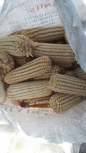 Semilla De Maiz Variedad 535 Elotero Y Grano Para Temporal