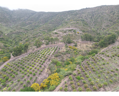 Parcela Agrícola Con Producción En Los Maquis