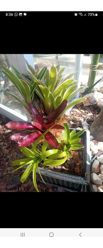 Bromelias Para La Decoración De Tu Hogar O Negocio.