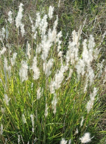 Bothriochloa Laguroides, Pasto Cola De Zorra, 30 Semillas,nv