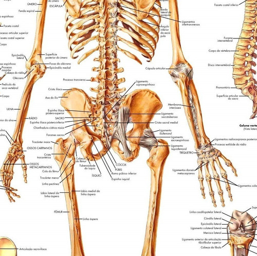 2 Poster Mapa Sistema Muscular + Sistema Esquelético