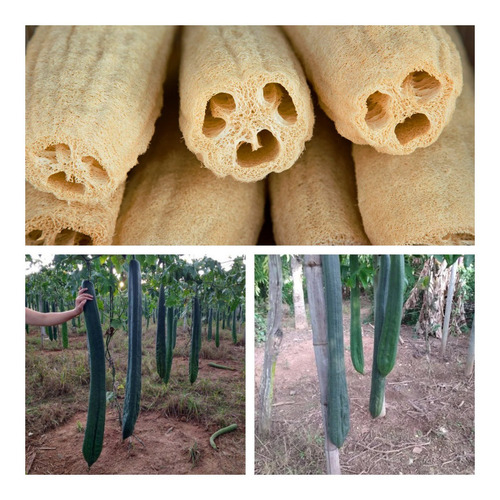 70 Sementes De Bucha Vegetal Gigante, Para Mudas, Trepadeira