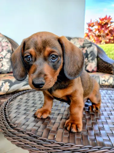 Filhote Dachshund Macho (mini)