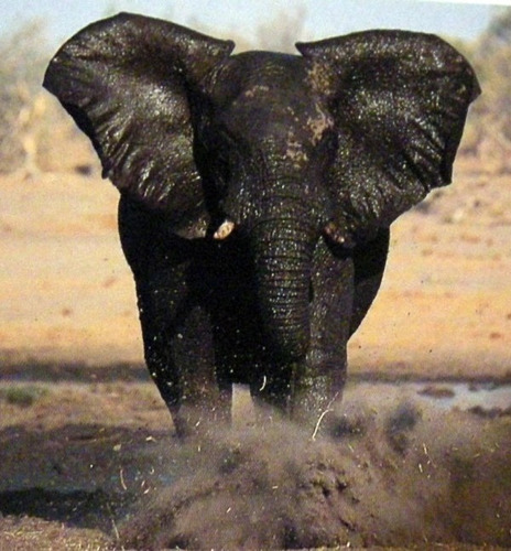 Taylor Africas Big Five León Elefante Bufalo Etc En Ingles 