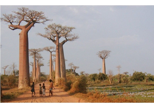 5 Semillas De Adansonia Digitata  - Baobab  Codigo 872