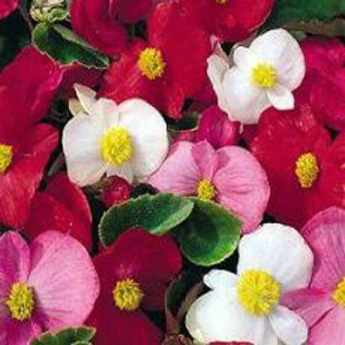 Flor Begonia | MercadoLivre 📦