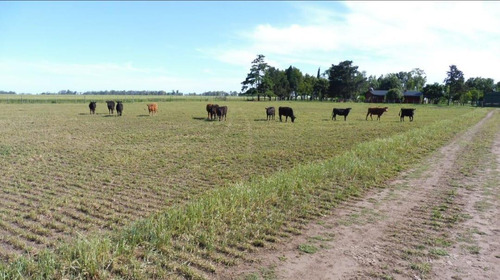 Imagen 21 de 26 de Quinte En Venta - 5 Dormitorios 3 Baños - 37ha Totales - Campo Funke