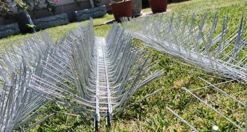 Imagen 4 de 5 de Púas Anti Palomas - Pinchos Antiaves - Puas Antiaves