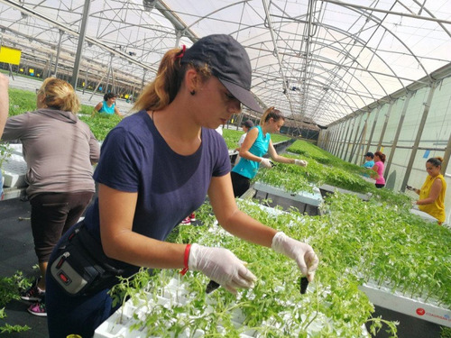 Imagen 5 de 5 de Biofertilizant . Humus Concentrado De Lombriz Californiana .
