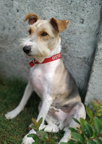 Imagen 3 de 8 de Collar Bordado Personalizado En 2,5 Cm De Ancho Pet Id
