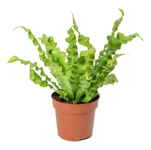 Planta De Helecho Asplenium Crispy Serrucho Interior Deco 