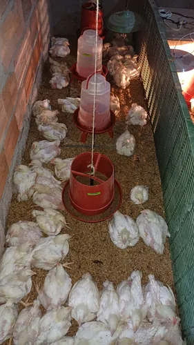Pollos Criollos Beneficiados