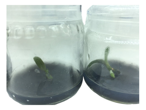 Medio De Clonación Phalaenopsis (estéril) Invitroorquid