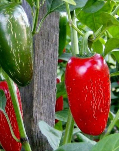 Semillas Aji Picante, Chile Jalapeño, 2021 Organicas