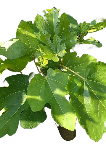 Plantas De Higo Variedad Black Misión Con Envío