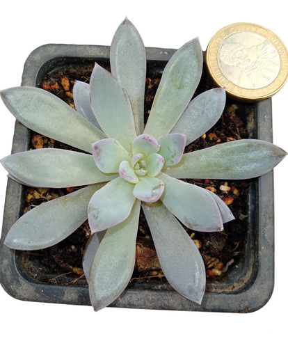 Graptoveria Lulú