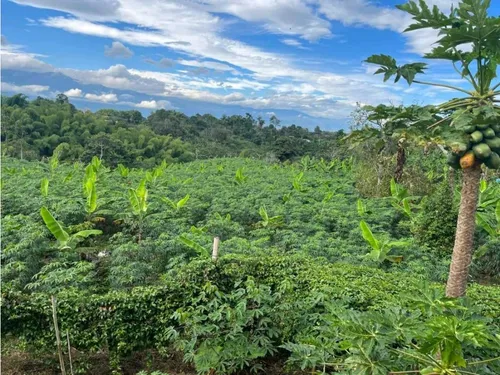 Finca Para La Venta De 5 Cuadras En Circasia