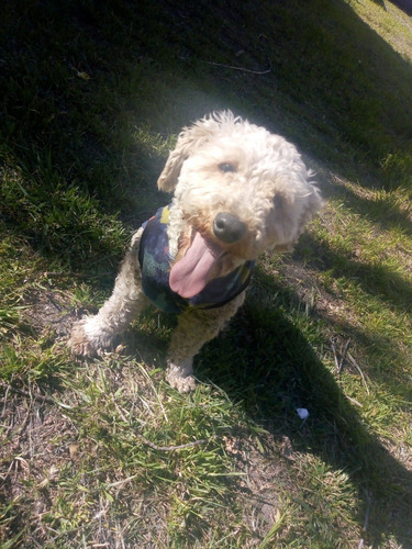Servicio Caniche Toy Macho