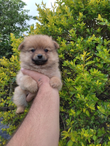 Cachorro Pomernia Miniatura