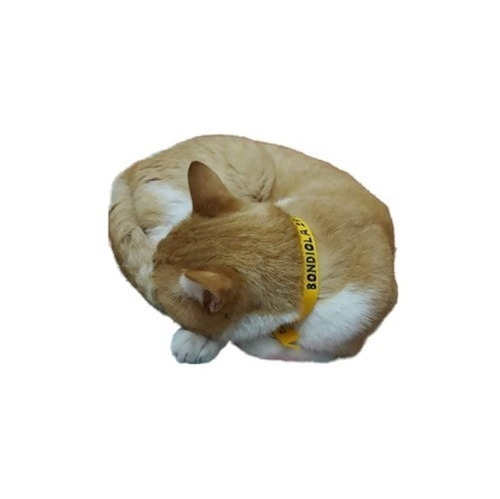 Collar Para Gatos Bordado Personalizado Pet Id