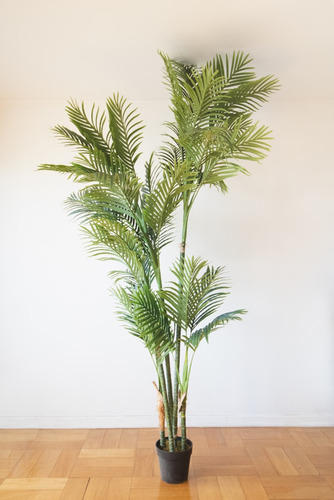 Planta Decorativa Palmera Areca