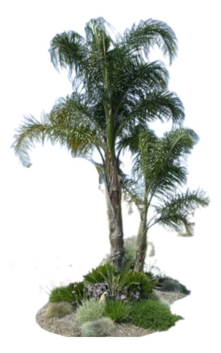 Palmera Pindó, Arecastrum, Cocos Plumosa E65