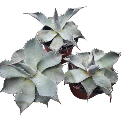 Agave Potatorum Maceta N9Cactus Y Suculentas Colección 