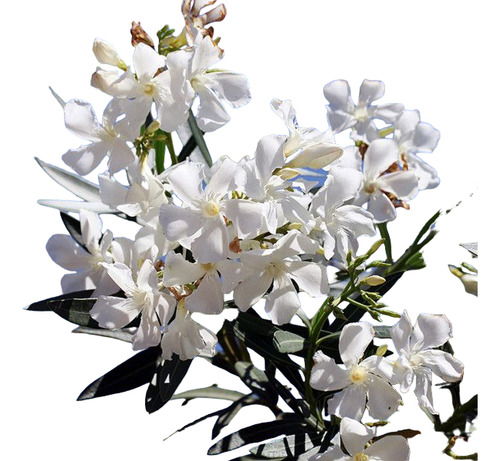 Laurel De Flor Cerco Vivo Perimetral 1,20 Mts Pack X10