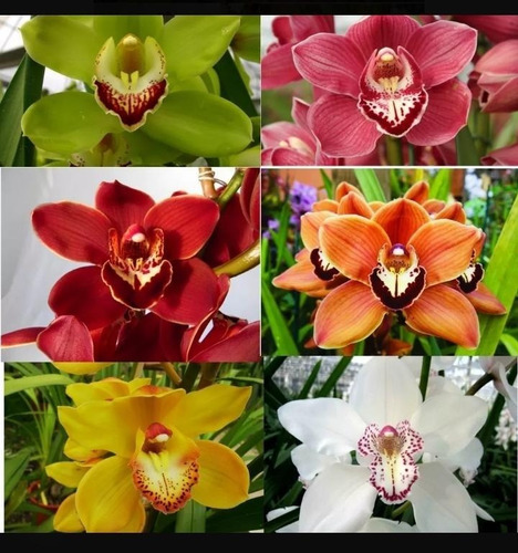 3 Muda De Orquídea Cymbidium - Promoção! | Parcelamento sem juros