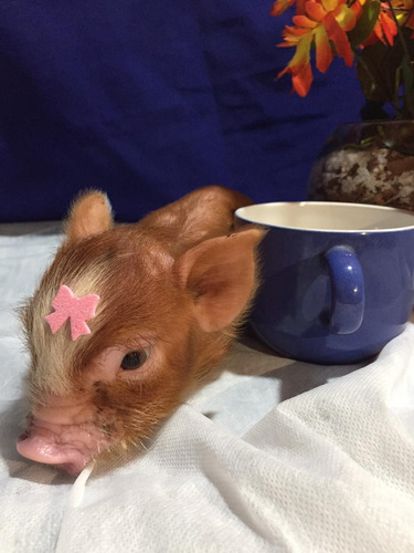 Racão De Mini Pig