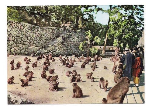 Postal Japon Zoologico De Takasaki-yama Monos Numero 079 B3