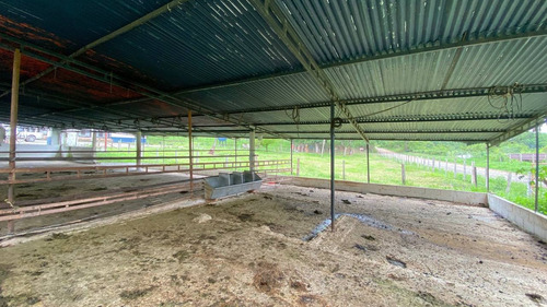 Imagen 7 de 14 de I.l Se Vende Finca En San Antonio De Caparo